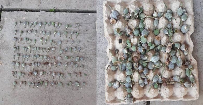 Photo of video | „Afacerist” la el acasă? 135 de căciulii de mac, depistate la un bărbat din Anenii Noi, care și-ar fi cultivat plantele în grădină