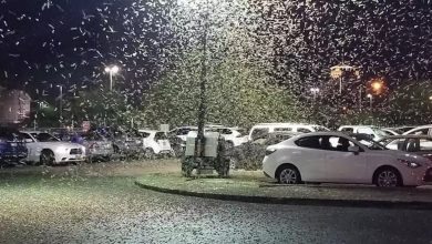 Photo of video | Invazie de greieri în Las Vegas. Insectele s-ar putea reține în oraș săptămâni întregi