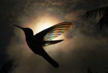 Photo of foto | „Curcubee” zburătoare: Un fotograf a surprins aripioarele unei pasăre Colibri în cele mai de poveste ipostaze