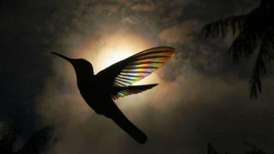 Photo of foto | „Curcubee” zburătoare: Un fotograf a surprins aripioarele unei pasăre Colibri în cele mai de poveste ipostaze