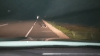 Photo of video | Pe strada caldă, ca lângă soba de acasă? Un bărbat în stare de ebrietate, surprins de un șofer cum stă culcat pe șosea