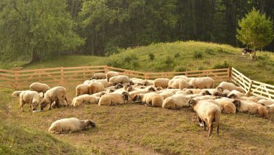 Photo of Ar fi pus în pericol 58 de capre și 10 oi ale sătenilor: Un cioban din Edineț și-ar fi otrăvit turma, lăsând-o să pască într-un lan prelucrat chimic