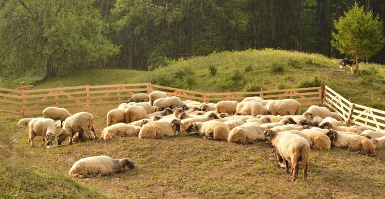 Photo of Ar fi pus în pericol 58 de capre și 10 oi ale sătenilor: Un cioban din Edineț și-ar fi otrăvit turma, lăsând-o să pască într-un lan prelucrat chimic