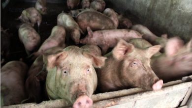Photo of Focar de pestă porcină, depistat în Ucraina. Aproximativ 100.000 de animale vor fi sacrificate
