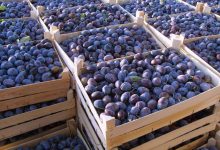 Photo of video | Lotul de cireșe și caise au motivat germanii să mai cumpere fructe din Moldova. De această dată au achiziționat prune