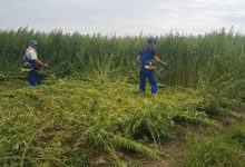 Photo of foto | 20 de ari de cânepă, depistate în zona de frontieră. Plantele atingeau doi metri înălțime