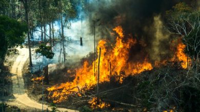 Photo of Brazilia pune condiții pentru a accepta ajutoarele internaționale: Administrația țării va decide independent cum să utilizeze banii