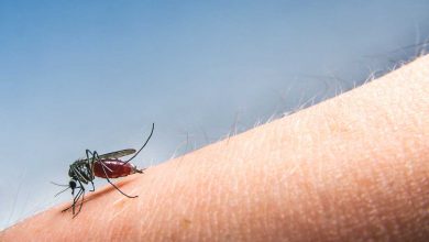 Photo of Virusul West Nile a ajuns la hotar cu Moldova. O femeie din Iași, internată în secția de terapie intensivă