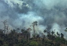 Photo of G7 alocă peste 20 de milioane de dolari pentru a ajuta țările afectate de incendiile Amazonului: „Să răspundem la apelul pădurii”