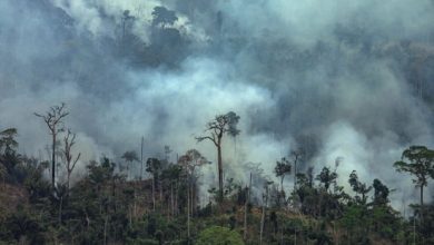 Photo of G7 alocă peste 20 de milioane de dolari pentru a ajuta țările afectate de incendiile Amazonului: „Să răspundem la apelul pădurii”