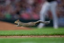 Photo of video | A vrut să devină și ea campioană? O veveriță a întrerupt un meci de baseball în SUA