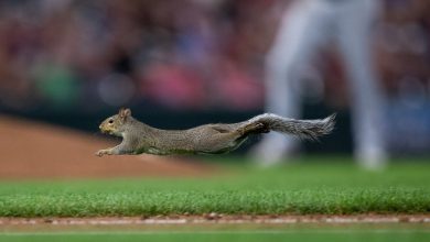 Photo of video | A vrut să devină și ea campioană? O veveriță a întrerupt un meci de baseball în SUA