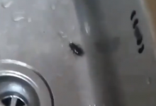 Photo of foto | Mai mulți gândaci de bucătărie ar fi fost găsiți într-o grădiniță din capitală