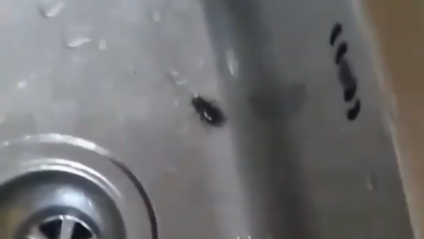 Photo of foto | Mai mulți gândaci de bucătărie ar fi fost găsiți într-o grădiniță din capitală
