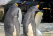 Photo of video | Doi pinguini masculi de la o Grădină Zoologică au adoptat un ou abandonat: „Se comportă ca niște părinți adevărați”
