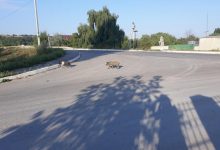 Photo of foto | Câțiva purcei, surprinși pe străzile din Ialoveni: Au fost și la o benzinărie, și la liceu