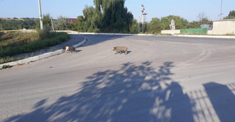 Photo of foto | Câțiva purcei, surprinși pe străzile din Ialoveni: Au fost și la o benzinărie, și la liceu