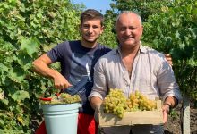 Photo of foto, video | Obiceiul vechi versus tehnologia modernă: Igor Dodon a dat la teasc primii struguri din acest an