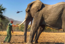 Photo of Elefanții și rinocerii vor fi mai în siguranță: Comercializarea fildeșului rămâne a fi interzisă