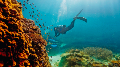 Photo of Natura, în stare critică din cauza poluării: Marea Barieră de Corali din Australia este amenințată