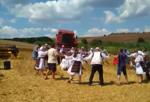 Photo of video | Sfârșitul sezonului de recoltare a cerealelor, marcat în pași de dans. Agricultorii din Cârnățeni au încins o horă chiar în lanul de grâu