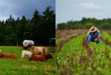 Photo of infografic | Costul la struguri și ouă a scăzut, iar la tutun și lapte – a crescut. Evoluția prețurilor la produsele agricole în primele cinci luni din 2019