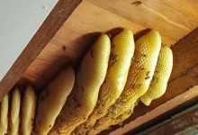 Photo of video | Îi zumzăiau în pod, dar nu o deranjau: O femeie a trăit aproape un an cu 60.000 de albini în tavan