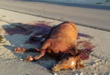 Photo of video | Ți se rupe inima: Un cal lovit de o mașină, lăsat să zacă însângerat chiar pe marginea drumului