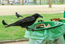 Photo of foto, video | Un bun exemplu pentru oameni. Mai multe ciori au fost angajate să curețe de gunoaie un parc francez