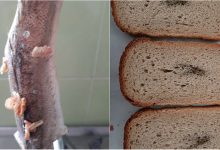 Photo of Direcția Educație face precizări în cazul produselor alterate de la Grădinița nr.177: „Nu au ajuns pe masa copiilor”