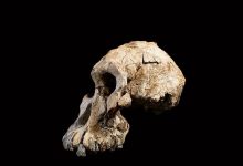Photo of Poate fi un nou simbol al evoluției umane. Un craniu de milioane de ani, descoperit în Etiopia