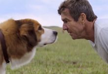 Photo of video | Dar tu ți-ai felicitat patrupedul? 9 filme despre cel mai bun prieten al omului pe care să le privești de Ziua Internațională a Câinelui