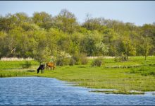 Photo of infografic | Astăzi, 21 martie, este marcată Ziua Internațională a Pădurilor. Câte hectare de pădure are țara noastră