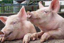 Photo of Un focar de pestă porcină, depistat într-un sat român din apropierea țării noastre: Toate animalele – sacrificate