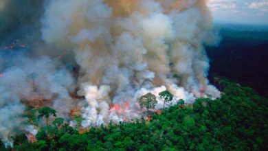 Photo of Cât de mult ne afectează incendiile din Pădurea Amazoniană? NASA a prezentat imagini cu nivelul monoxidului de carbon în aer