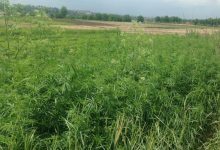 Photo of video | Nicio zi fără „Mac”: 100 de plante de cânepă ar fi fost îngrijite în secret în municipiul Chișinău