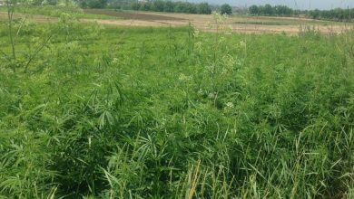 Photo of video | Nicio zi fără „Mac”: 100 de plante de cânepă ar fi fost îngrijite în secret în municipiul Chișinău