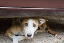 Photo of Cum este rezolvată în străinătate problema maidanezilor: Germanii plătesc impozite, iar francezii eutanasiază animalele vagabonde