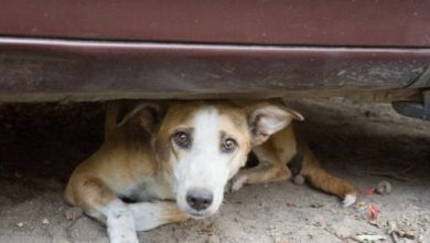 Photo of Cum este rezolvată în străinătate problema maidanezilor: Germanii plătesc impozite, iar francezii eutanasiază animalele vagabonde