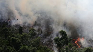 Photo of Flăcările nu cruță nici pădurea tropicală: Numărul incendiilor din Brazilia a crescut cu peste 83% față de anul precedent