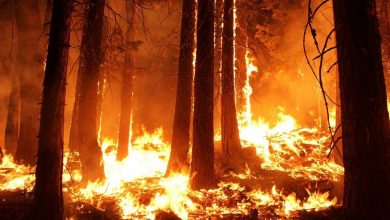 Photo of Savanții ruși, îngrijorați de soarta pădurilor din Siberia: Ce a ars în câteva săptămâni se va restabili în peste 100 de ani