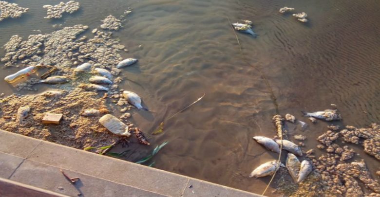 Photo of foto | Ai văzut și tu pești morți la Valea Morilor? Soluția inovativă implementată de autorități pentru a curăța lacul