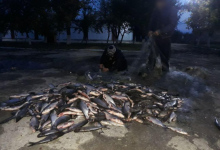 Photo of foto | Au prins 200 de kg de pește într-o noapte: Doi locuitori ai raionului Cahul, amendați pentru că pescuiau ilegal în apele de frontieră