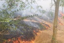 Photo of foto | Delta Dunării, cuprinsă de flăcări. Focul s-a întins pe 10 hectare de vegetație uscată