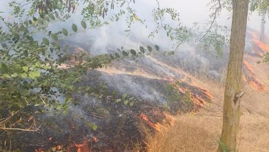 Photo of foto | Delta Dunării, cuprinsă de flăcări. Focul s-a întins pe 10 hectare de vegetație uscată