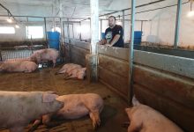 Photo of foto, video | Și porcii ascultă muzică. La o fermă din Moldova animalele joacă fotbal și se delectează cu melodii internaționale