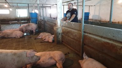 Photo of foto, video | Și porcii ascultă muzică. La o fermă din Moldova animalele joacă fotbal și se delectează cu melodii internaționale