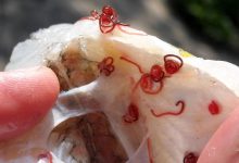 Photo of foto | Specialiștii bat alarma: Peștii din Prut ar fi infectați cu viermi care, odată consumați de om, pot cauza diverse răni la organe