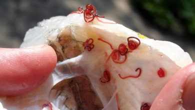 Photo of foto | Specialiștii bat alarma: Peștii din Prut ar fi infectați cu viermi care, odată consumați de om, pot cauza diverse răni la organe
