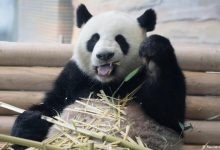 Photo of foto, video | Ai văzut vreodată cum arată puii de panda nou-născuți? La Berlin, o femelă a adus pe lume doi ursuleți
